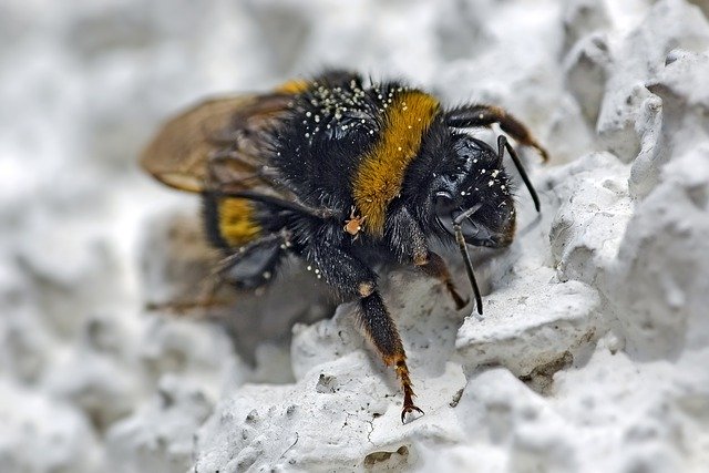 김프 무료 온라인 이미지 편집기로 편집할 수 있는 땅벌 곤충 hymenoptera 꽃가루 무료 다운로드 무료 사진