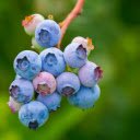 Bunches of blueberries  screen for extension Chrome web store in OffiDocs Chromium