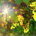 Bunches of grapes  screen for extension Chrome web store in OffiDocs Chromium