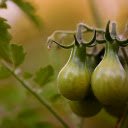 Bunches of green tomatoes  screen for extension Chrome web store in OffiDocs Chromium