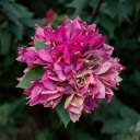 Bunches of purple and pink confetti  screen for extension Chrome web store in OffiDocs Chromium