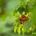 Bunches of red pepper  screen for extension Chrome web store in OffiDocs Chromium