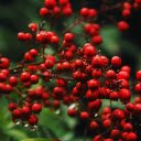 Bunches of ripe red wild berries  screen for extension Chrome web store in OffiDocs Chromium