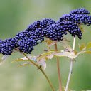 bunches of small green black fruits  screen for extension Chrome web store in OffiDocs Chromium