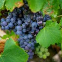 Bunch of fruitless grapes  screen for extension Chrome web store in OffiDocs Chromium