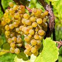 Bunch of golden grapes  screen for extension Chrome web store in OffiDocs Chromium