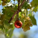 Bunch of grapes and sphere  screen for extension Chrome web store in OffiDocs Chromium