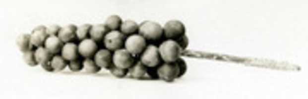 Free download Bunch of grapes free photo or picture to be edited with GIMP online image editor