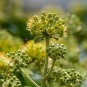 Bunch of green flowers  screen for extension Chrome web store in OffiDocs Chromium