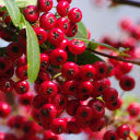 Bunch of red fruits  screen for extension Chrome web store in OffiDocs Chromium