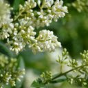 Bunch of rice white flowers  screen for extension Chrome web store in OffiDocs Chromium