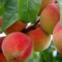 Bunch of ripe peaches  screen for extension Chrome web store in OffiDocs Chromium