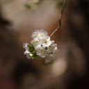 Bunch of white flowers  screen for extension Chrome web store in OffiDocs Chromium