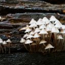 Bunch of white mushrooms  screen for extension Chrome web store in OffiDocs Chromium