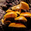 Bunch of yellow mushrooms  screen for extension Chrome web store in OffiDocs Chromium