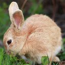 ຫນ້າຈໍ Bunny My News ສໍາລັບສ່ວນຂະຫຍາຍ Chrome web store ໃນ OffiDocs Chromium