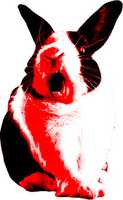 Free download Bunny Yawning_red free photo or picture to be edited with GIMP online image editor