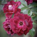 Burgundy Ice Rose Wallpaper  screen for extension Chrome web store in OffiDocs Chromium