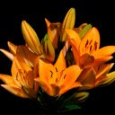 Burning orange branches  screen for extension Chrome web store in OffiDocs Chromium