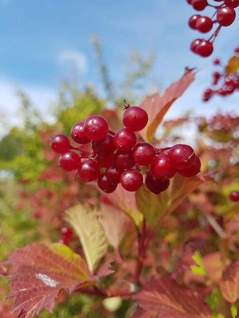 Descarga gratuita arbusto otoño baya frutas naturaleza imagen gratis para editar con el editor de imágenes en línea gratuito GIMP
