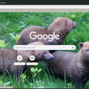 Bush Dog  screen for extension Chrome web store in OffiDocs Chromium