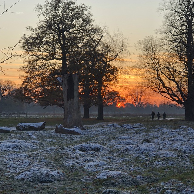 Free download bushes park sunset snow free picture to be edited with GIMP free online image editor