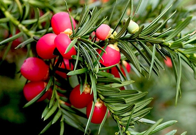 Gratis download bush natuur groen rood fruit gratis foto om te bewerken met GIMP gratis online afbeeldingseditor