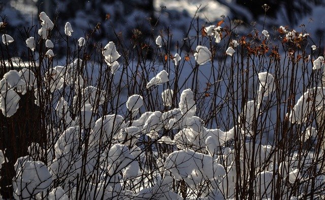 Free download bush snow backlight evening balls free picture to be edited with GIMP free online image editor