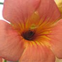 Busy Bee Flower  screen for extension Chrome web store in OffiDocs Chromium