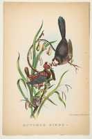 Free download Butcher Birds, from The Comic Natural History of the Human Race free photo or picture to be edited with GIMP online image editor