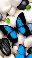 ດາວໂຫຼດຟຣີ butterflies-8b49ecbf-463d-3568-ac67-df3b186ce529 ຟຣີຮູບພາບຫຼືຮູບພາບທີ່ຈະແກ້ໄຂດ້ວຍບັນນາທິການຮູບພາບອອນໄລນ໌ GIMP