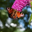 Butterflies and purple flowers  screen for extension Chrome web store in OffiDocs Chromium