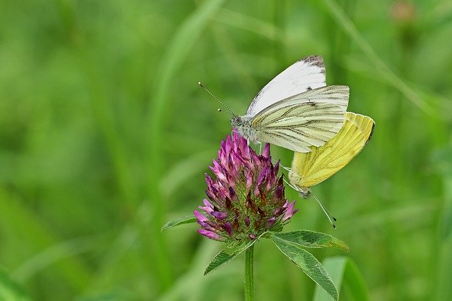 Free download butterflies cabbage white linge free picture to be edited with GIMP free online image editor
