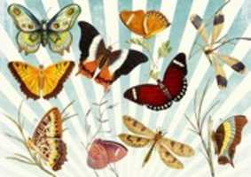 Free download Butterflies free photo or picture to be edited with GIMP online image editor