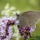 Butterflies suck nectar from flowers  screen for extension Chrome web store in OffiDocs Chromium