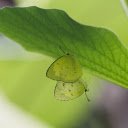 Butterflies under the leaf  screen for extension Chrome web store in OffiDocs Chromium