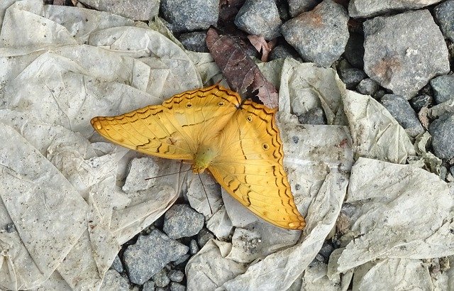 Gratis download Butterfly Andaman Cruiser Vindula gratis fotosjabloon om te bewerken met GIMP online afbeeldingseditor