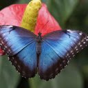 Free download Butterfly And Flower -  free photo or picture to be edited with GIMP online image editor