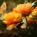 Butterfly and flowers  screen for extension Chrome web store in OffiDocs Chromium
