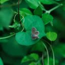 Butterfly and leaves  screen for extension Chrome web store in OffiDocs Chromium