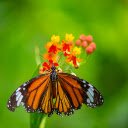 Butterfly and Orange Flowers  screen for extension Chrome web store in OffiDocs Chromium