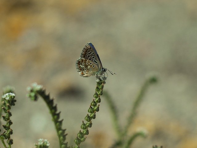 Kostenloser Download Schmetterlings-Herbstinsekten - kostenloses Foto oder Bild zur Bearbeitung mit GIMP Online-Bildbearbeitung