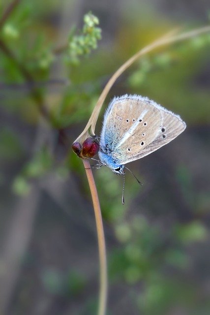 Gratis download vlinder blauwe vlinder insect gratis foto om te bewerken met GIMP gratis online afbeeldingseditor