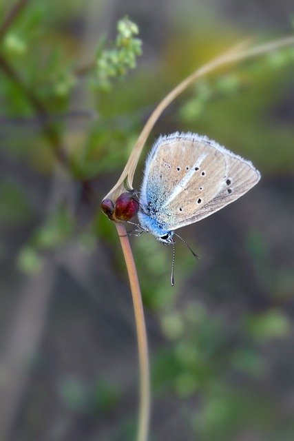 Free download butterfly blue butterfly insect free picture to be edited with GIMP free online image editor