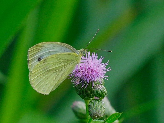 Free download butterfly cabbage ali insect moths free picture to be edited with GIMP free online image editor