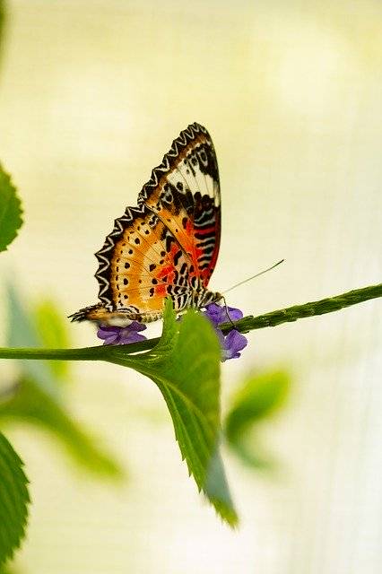 تنزيل مجاني Butterfly Close Up Macro - صورة أو صورة مجانية يمكن تحريرها باستخدام محرر الصور عبر الإنترنت GIMP