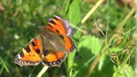 Bezpłatne pobieranie Butterfly Colorful Wing - darmowe wideo do edycji za pomocą internetowego edytora wideo OpenShot
