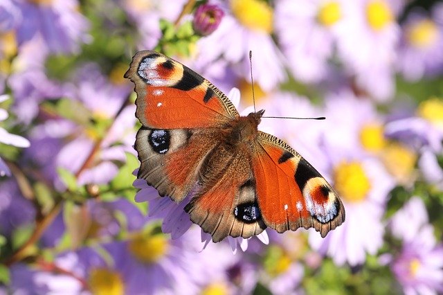 Free download butterfly european peacock free picture to be edited with GIMP free online image editor