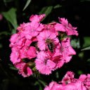 butterfly flower and bee  screen for extension Chrome web store in OffiDocs Chromium butterfly flower and bee  screen for extension Chrome web store in OffiDocs Chromium