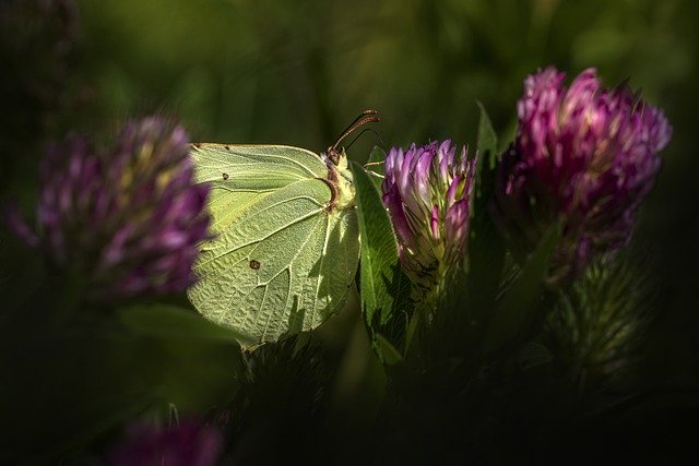 Free download butterfly flower common brimstone free picture to be edited with GIMP free online image editor